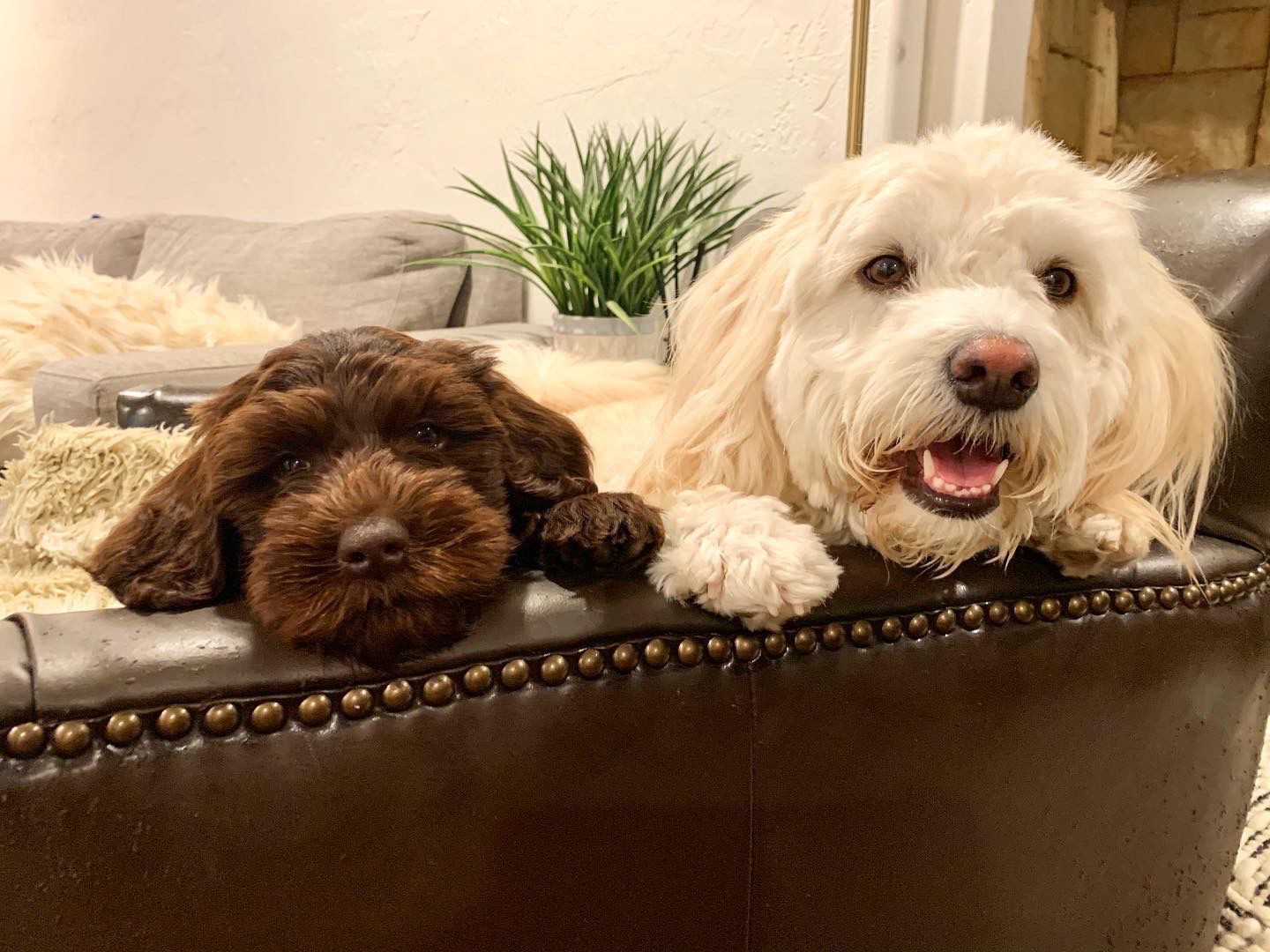 Ellie & Blue